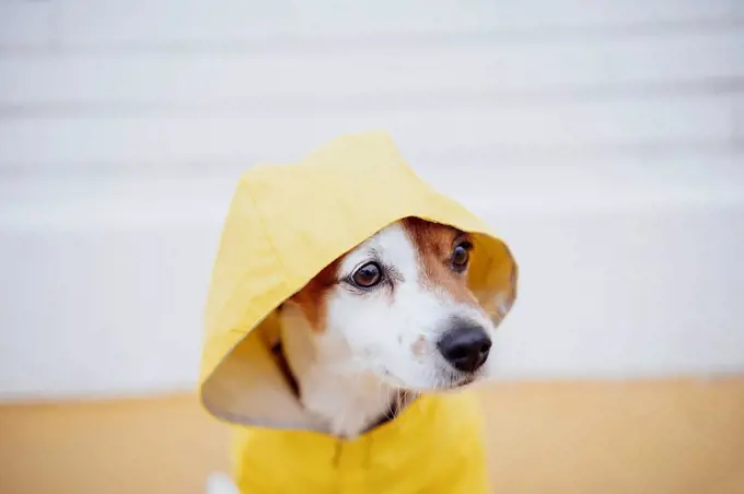 Jack Russell dog wearing yellow raincoat