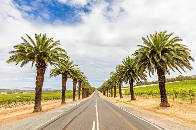 Australia, South Australia, Marananga, Treelined Seppeltsfield Road in summer with vineyards on both sides