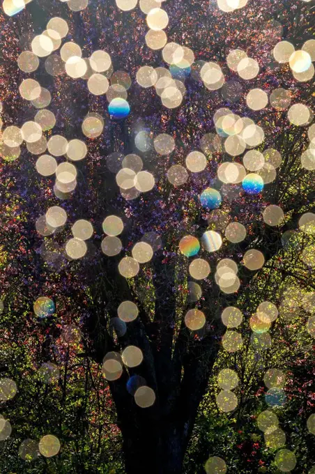 Bokeh lights in front of blossoming tree