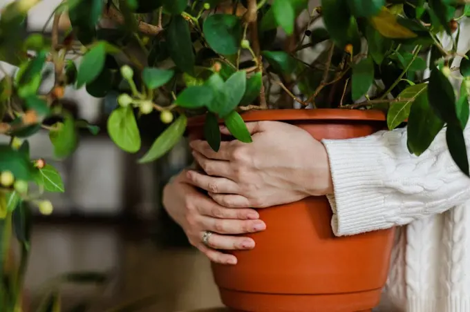 Woman hands embracing potted plant at home