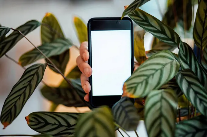 Hand of man holding smart phone with blank screen amidst green plant