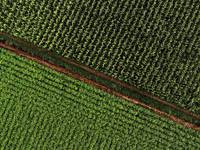 Drone view of footpath separating corn and soybean fields