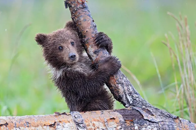 USA, Alaska, Lake Clark National Park and Preserve, Brown bear cub (Ursus arctos) climbing tree