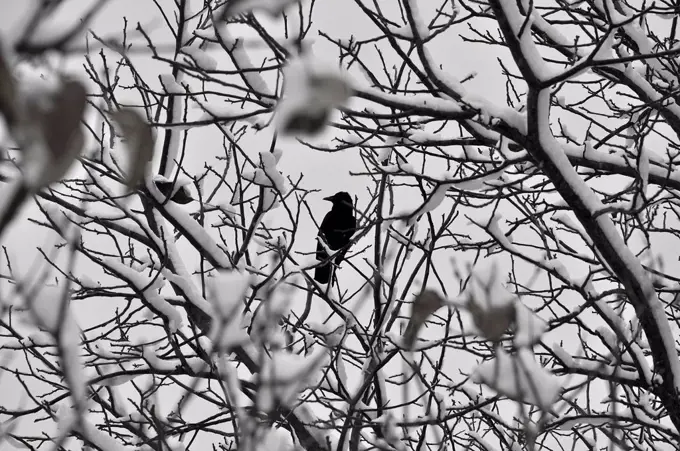 Germany, Bavaria, Crow perching in branch with snow