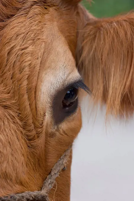 Germany, Eye of cow, close up
