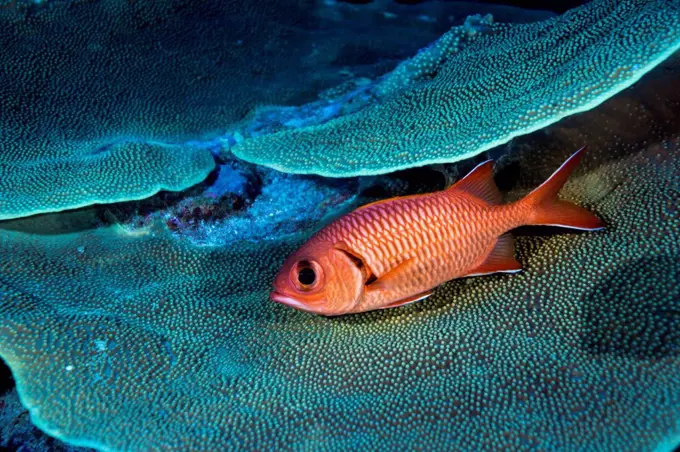 Oceania, Micronesia, Palau, Pinecone Soldierfish, Myripristis murdjan