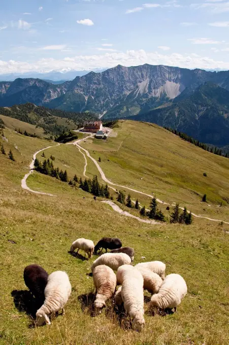 Germany, Bavaria, Sheeps grazing on meadow, Rotwandhaus in background