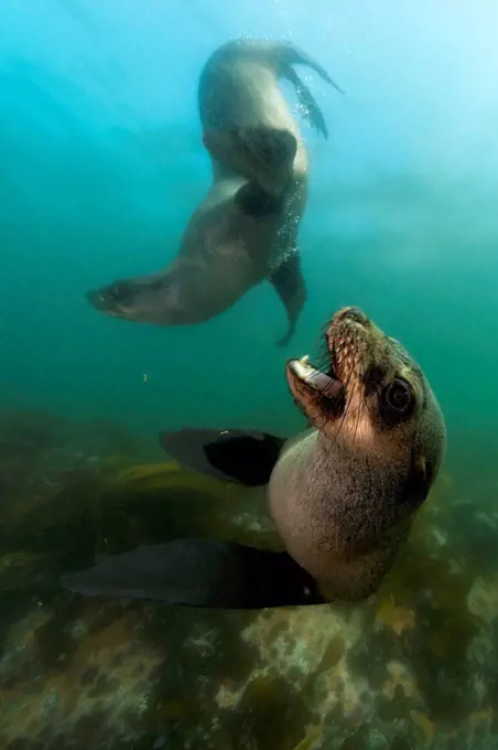 South Africa, Ocean, South african fur seals, Arctocephalus pusillus