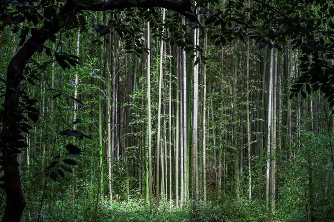 Japan, Arashiyama, bamboo forest