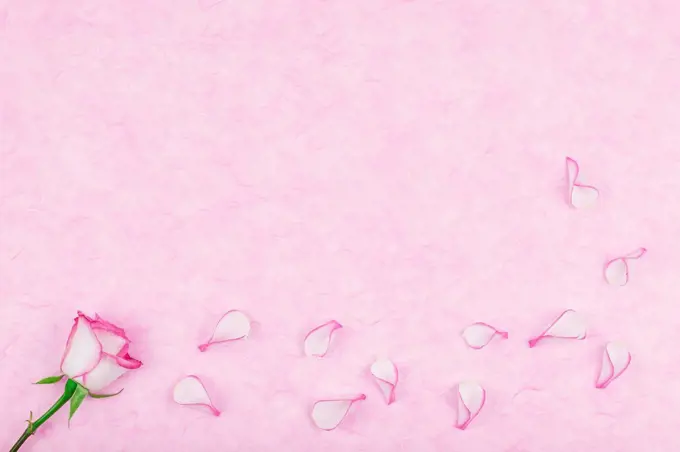 Rose pedals on pink tissue paper, copy space