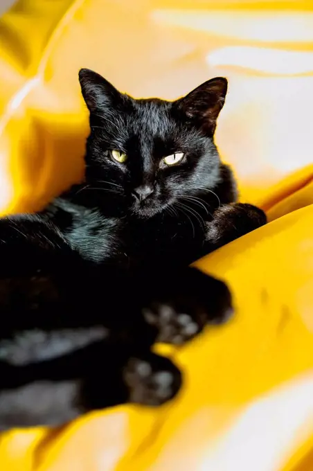 Portrait of black cat relaxing
