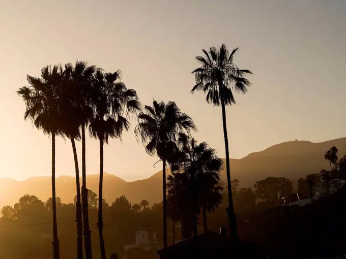 USA, Los Angeles, silhouettes of palms at evening twilight