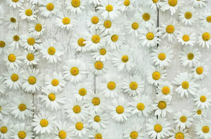 Marguerite blossoms on wood