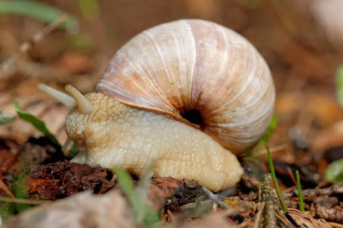 Austria, Styria, Grapevine snail in Gesause National Park