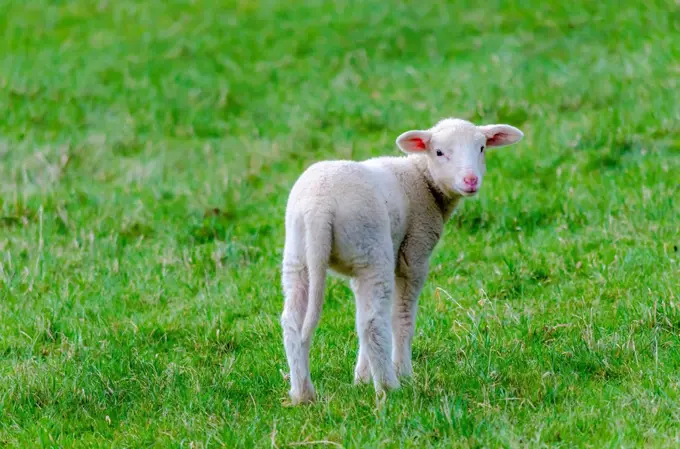 Lamb on a meadow