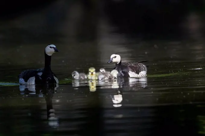 Germany, Bavaria, Barnacle gooses with chicks swimming in water