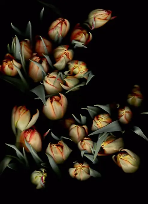 Bunch on tulips in front of black background