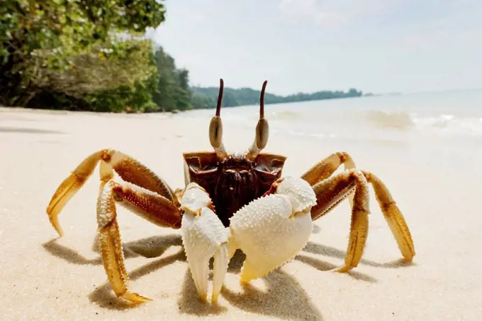 Thailand, Tubkaek, horn-eyed ghost crab on the beach