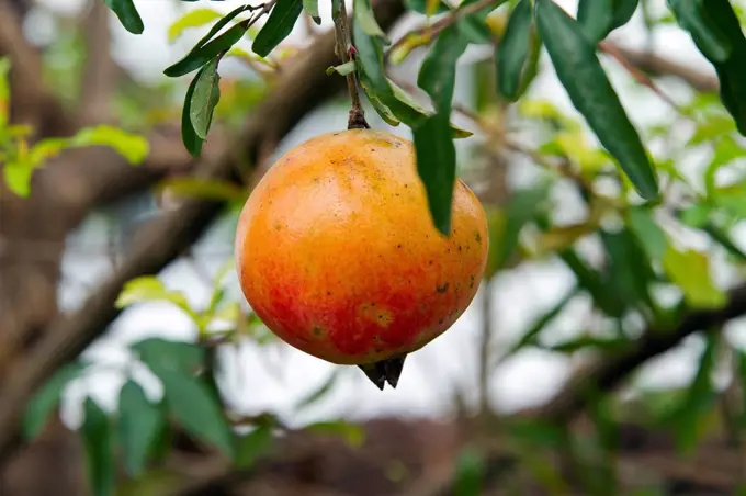 Thailand, pomegranate at tree