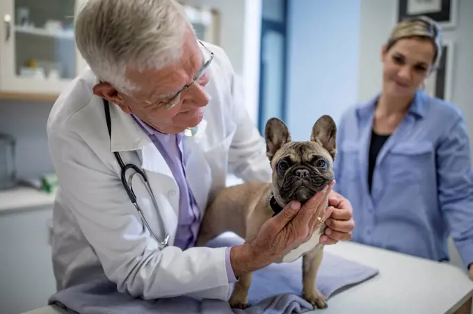 Veterinarian examining French bulldog