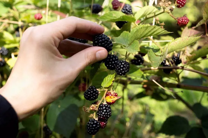 Man plucking blackberries