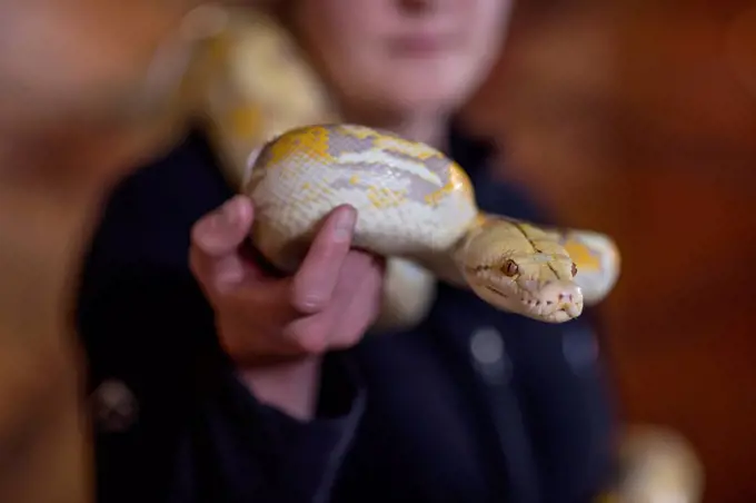 Woman holding an albino python snake