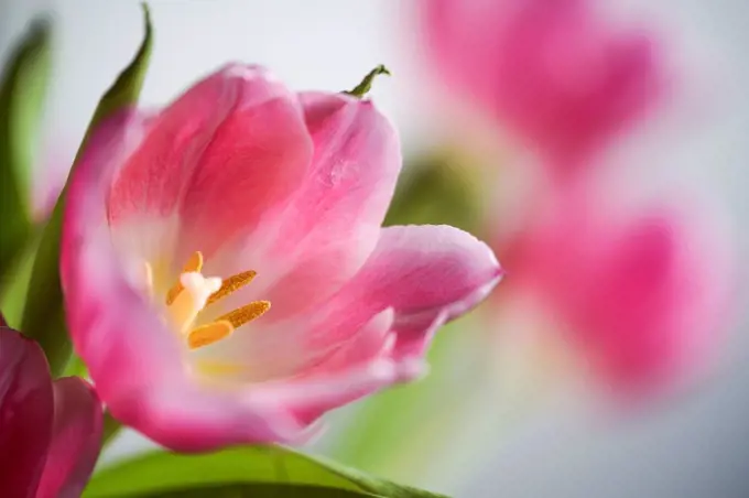Pink tulip, close-up