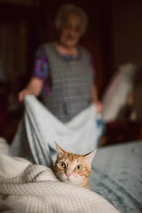 Portrait of ginger cat on alert while elderly woman making the bed