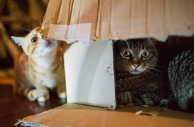 Two cats playing with cardboard box