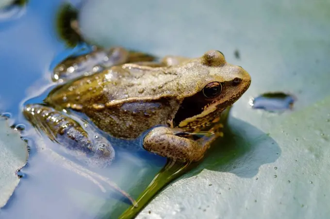 Common frog crouching on lily pad in a pond