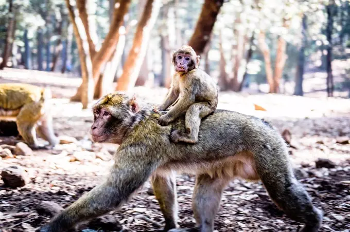 Marocco, portrait of young monkey riding on mother's back in the woods
