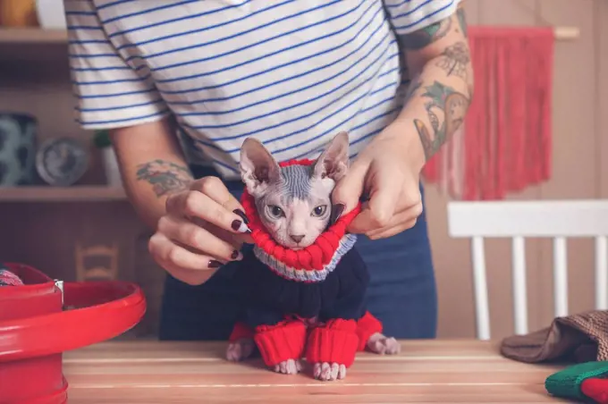Woman putting pullover on her Sphynx cat at home