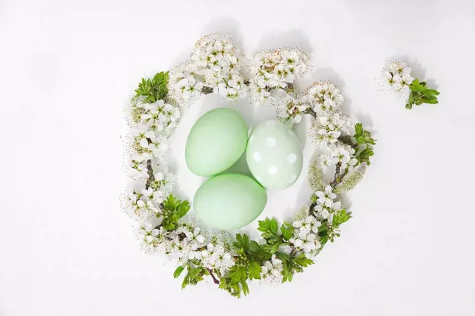 Hand dyed green Easter eggs in nest of cherry flowers and willow on white background