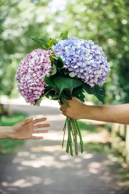 Detail of man's hand giving a bouquet of hydrangeas to a woman