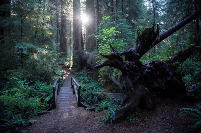 USA, California, Crescent City, Jedediah Smith Redwood State Park, hiking track
