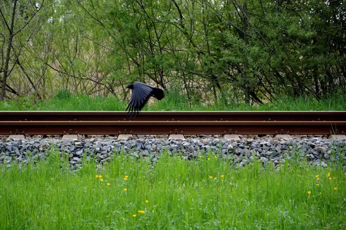 Cow and a rail track