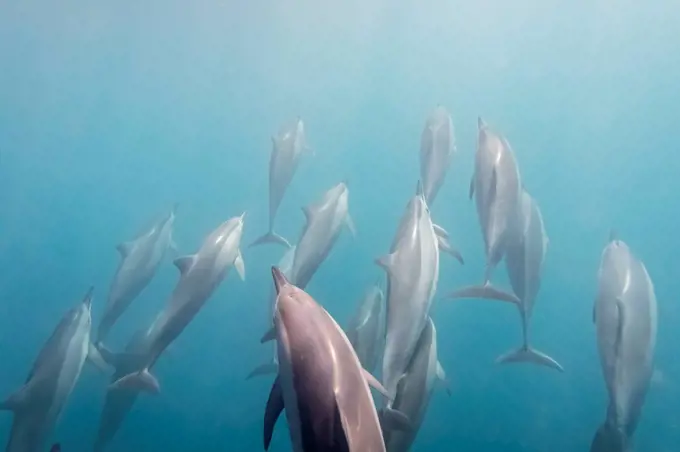 Mauritius, Indian Ocean, bottlenose dolphins, Tursiops truncatus