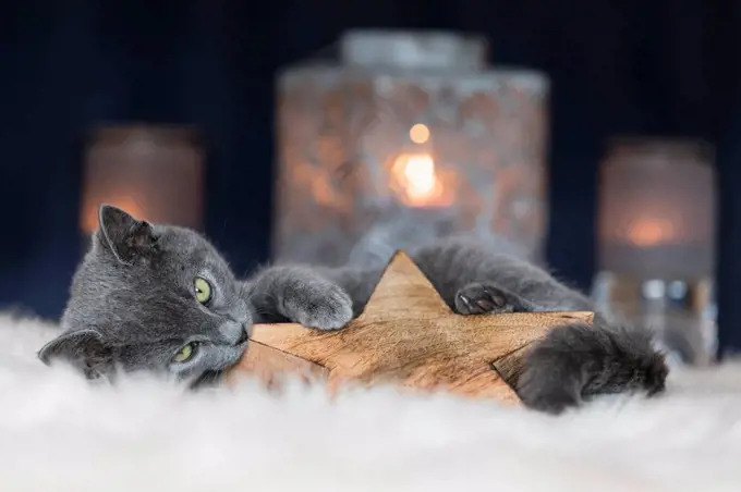Chartreux kitten playing with Christmas decoration