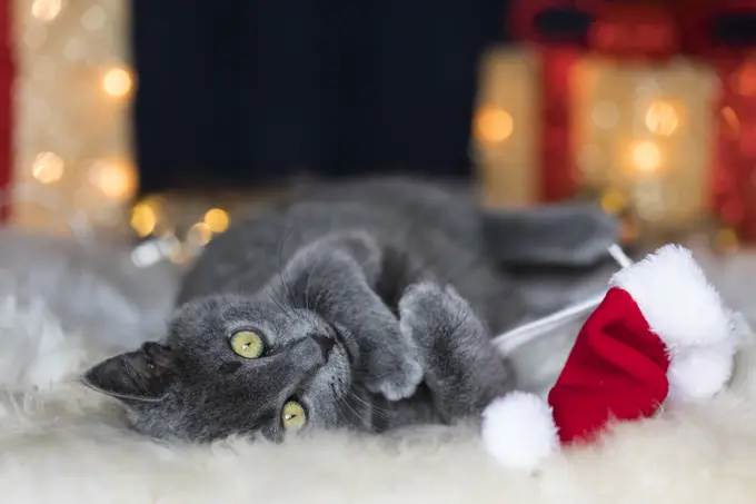 Chartreux kitten playing with Christmas cap