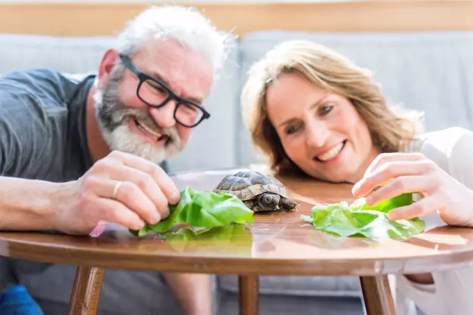 Happy mature couple feeding tortoise at home