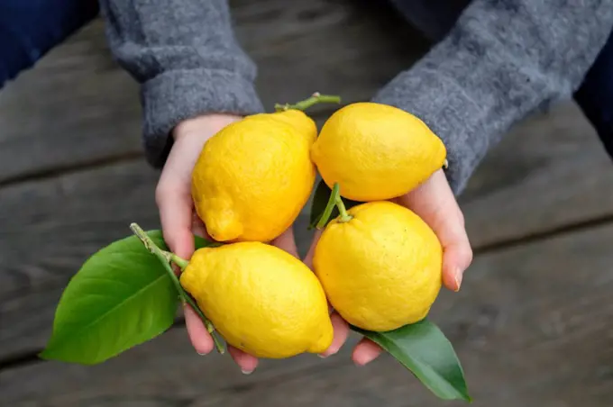 Hands holding four lemons, close-up