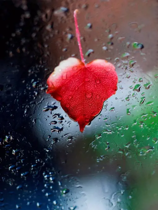 Heart-shaped red leaf sticking at window full of raindrops