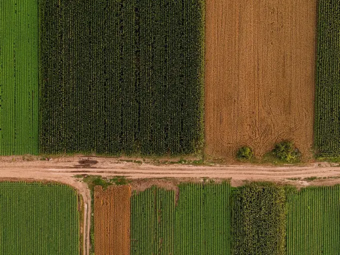 Serbia, Vojvodina, Aerial view of corn, wheat and soybean fields in the late summer afternoon