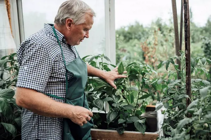 Mature man, gardener in greenhouse