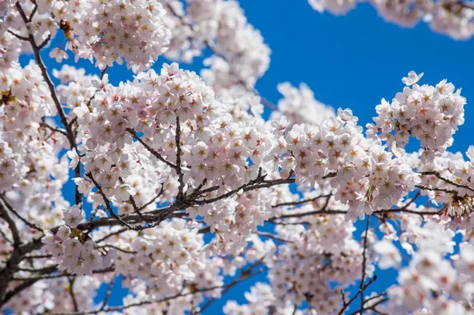 Hokkaido, Hakodate, Hakodate park, Cherry blossoms, close up