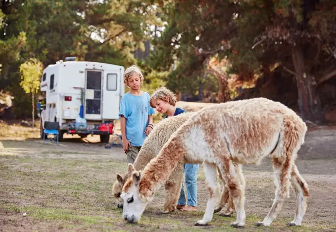 Chile, Vina del Mar, two boys stroking llamas in front of a camper in the forest