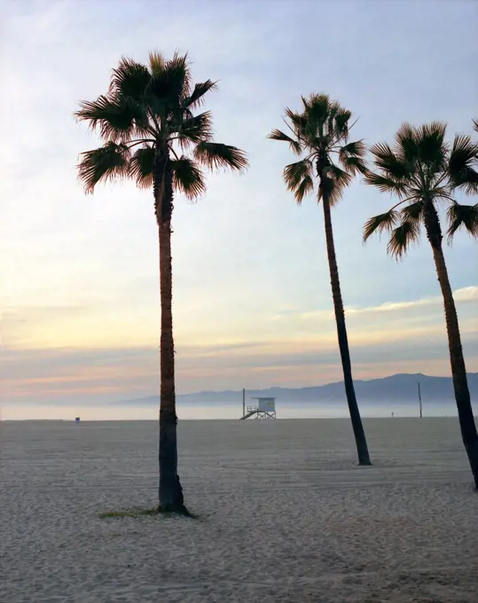 USA, Palms on Los Angeles beach