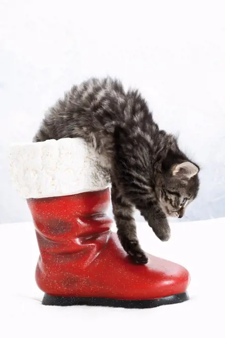 Domestic cat, kitten in santa claus boot, side view
