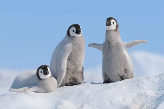 Antarctica, Antarctic Peninsula, Emperor penguin chicks on snow hill island
