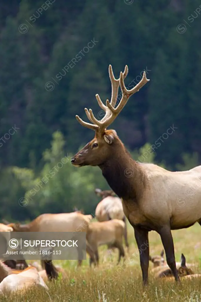Elk stag looks up from grazing in a meadow, Rocky Mountain National Park, Colorado, USA